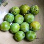 Pruimenboom 'Reine Claude Verte' leivorm laag (kruisbestuivend) oogst